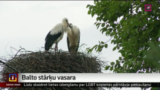 Kuldīgas slavenākajā stārķu ligzdā atlikuši divi mazuļi