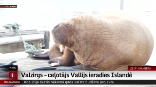 Valzirgs – ceļotājs Vallijs ieradies Islandē