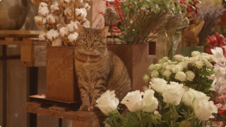 Trīs kaķi ziedu veikalā – talismans saimniecei un terapija apmeklētājiem!