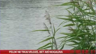 Pelde ne tikai veldzē, bet arī nogalina