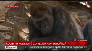 Covid-19 konstatē gorillām ASV zoodārzā