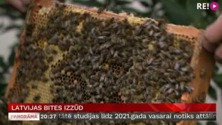 Latvijas bites izzūd