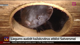 Liegums audzēt kažokzvērus atbilst Satversmei