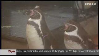 Зоопарк приютил 14 пингвинов
