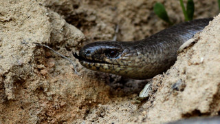 Kā glodeni atšķirt no gludenās čūskas?