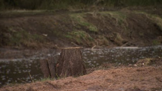 Kur pazuduši Iecavas upes tīrīšanas laikā nozāģētie koki?