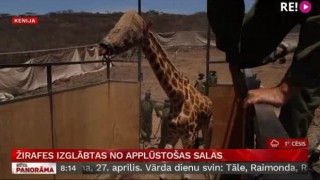 Žirafes izglābtas no applūstošas salas