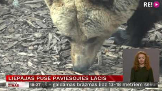 Liepājas pusē paviesojies lācis