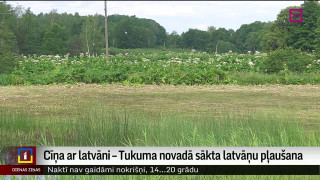 Cīņa ar latvāni – Tukuma novadā sākta latvāņu pļaušana