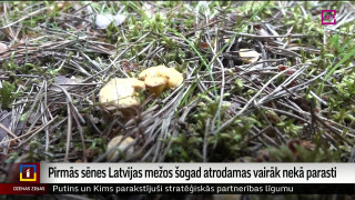 Pirmās sēnes Latvijas mežos šogad atrodamas vairāk nekā parasti