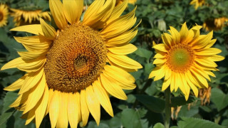 Vai šovasar lielos un mazos dārzos krāšņi ziedēs saulespuķes?