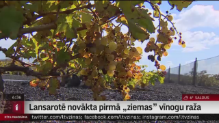 Lansarotē novākta pirmā "ziemas" vīnogu raža