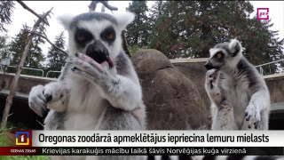 Oregonas zoodārzā apmeklētājus iepriecina lemuru mielasts