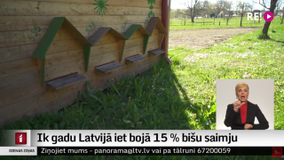 Ik gadu Latvijā iet bojā 15 % bišu saimju