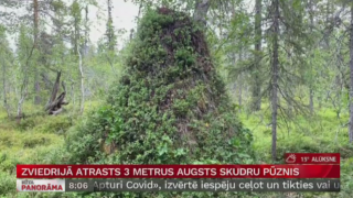 Zviedrijā atrasts 3 metrus augsts skudru pūznis