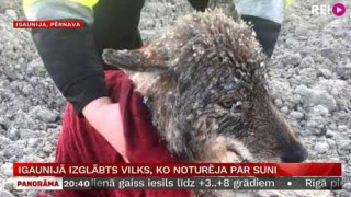 Igaunijā izglābts vilks, ko noturēja par suni