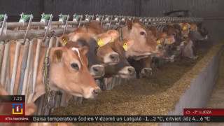 Dānijā govīm izmēģina "pretmetāna" diētu