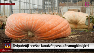 Dvīņubrāļi cenšas izaudzēt pasaulē smagāko ķirbi