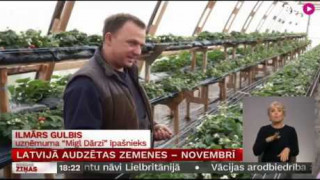 Latvijā audzētas zemenes – novembrī