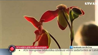 Орхидея для начинающих