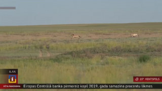 Kazahstānā sāk atjaunot Preževaļska zirgu populāciju