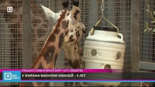 У жирафа Вакилии юбилей – 5 лет