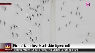Eiropā izplatās eksotiskie tīģera odi