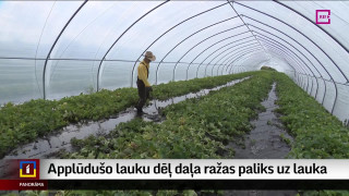 Applūdušo lauku dēļ daļa ražas paliks uz lauka