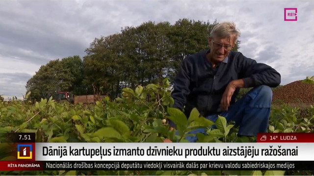 Dānijā kartupeļus izmanto dzīvnieku produktu aizstājēju ražošanai