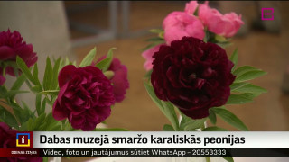 Dabas muzejā smaržo karaliskās peonijas