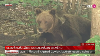 Slovākijā lācis nogalinājis cilvēku
