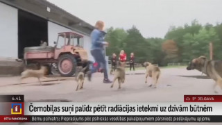 Čornobiļas suņi palīdz pētīt radiācijas ietekmi uz dzīvām būtnēm