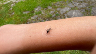 Vai tiešām odu šogad ir vairāk un tie ir īpaši nikni?