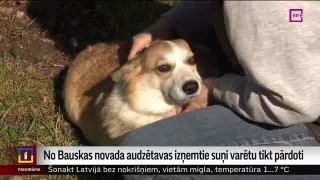 No Bauskas novada audzētavas izņemtie suņi varētu tikt pārdoti