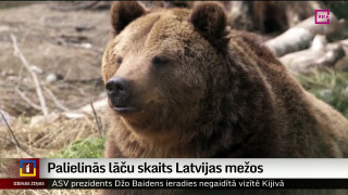 Palielinās lāču skaits Latvijas mežos