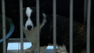 Kāpēc sabiedrību turpina uztraukt "Lieldeviņzarē" konfiscēto suņu liktenis?