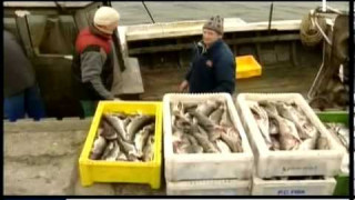 Samazina zivju nozvejas kvotas Baltijas jūrā