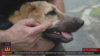 Ievainotais Ukrainas cīnītājs – suns, turpina dienestu Ungārijā