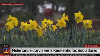 Nīderlandē durvis vēris Keukenhofas ziedu dārzs