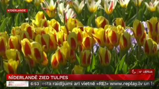 Nīderlandē zied tulpes
