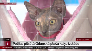Polijas pilsētā Gdaņskā plaša kaķu izstāde