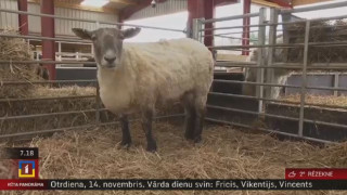 Pasaules vientuļākā aita Fiona iejūtas jaunajās mājās Skotijā