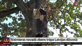 Valmieras novadā zibens trāpa Latvijas dižozolā