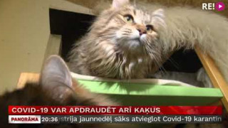 Covid-19 var apdraudēt arī kaķus