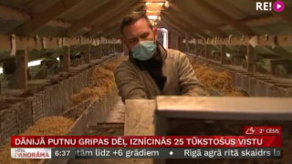 Dānijā putnu gripas dēļ iznīcinās 25 tūkstošus vistu