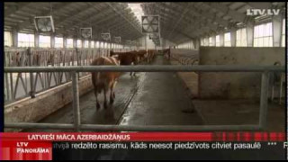 Latvieši māca azerbaidžāņus audzēt govis
