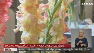 Dabas muzejā atklāta gladiolu izstāde