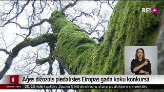 Aģes dižozols piedalīsies Eiropas gada koku konkursā