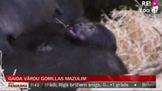 Gaida vārdu gorillas mazulim