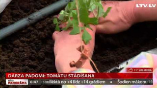Dārza padomi: tomātu stādīšana